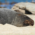 Lion de mer, waipapa