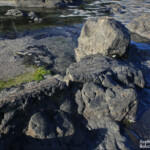 Forêt pétrifiée, Curio Bay