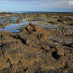 Forêt pétrifiée, Curio Bay
