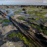 Forêt pétrifiée, Curio Bay