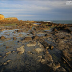 Forêt pétrifiée, Curio Bay