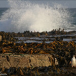 Manchot antipode, Curio Bay