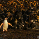 Manchot antipode, Curio Bay