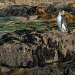 Manchot antipode, Curio Bay