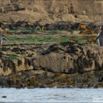 Manchot antipode, Curio Bay