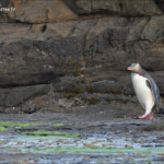 Manchot antipode, Curio Bay