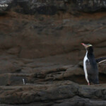 Manchot antipode, Curio Bay