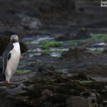 Manchot antipode, Curio Bay