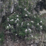 Colonie de spatule royale, Nugget point