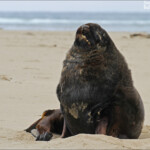 Lion de mer, Surat Bay