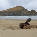 Couple de Lion de mer, Surat Bay