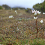 Tourbières sur le Key summit Track