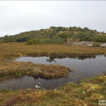 Tourbières sur le Key summit Track