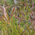 Drosera acturi, key summit track
