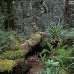 Rain forest sur le Marian lake track