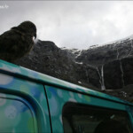 Kéa sur le parking de Homer Tunnel, route de Milford