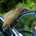 Kéa, route de Milford