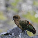 Kéa sur le parking de Homer Tunnel, route de Milford
