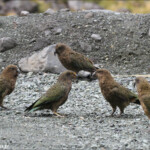 Kéa sur le parking de Homer Tunnel, route de Milford