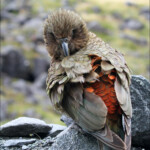 Kéa sur le parking de Homer Tunnel, route de Milford