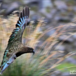 Kéa sur le parking de Homer Tunnel, route de Milford