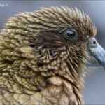 Kéa sur le parking de Homer Tunnel, route de Milford