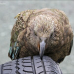 Kéa sur le parking de Homer Tunnel, route de Milford