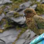 Kéa sur le parking de Homer Tunnel, route de Milford