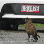 Kéa, l'oiseau des parkings !