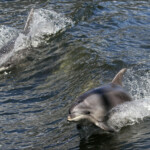 Grands dauphins, Miilford Sound