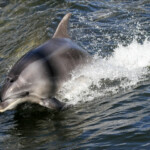 Grands dauphins, Miilford Sound