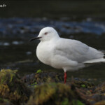 Mouette de Buller, black-billed gull, Miilford Sound