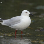 Mouette de Buller, black-billed gull, Miilford Sound
