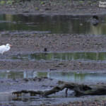 Grande Aigrette ssp. modesta, Miilford Sound