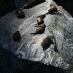 Otaries à fourrure de Nouvelle-Zélande, Miilford Sound