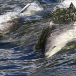Grands dauphins, Miilford Sound