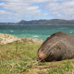 Otarie à fourrure de Nouvele-Zélande, Réserve de katiki