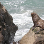 Otarie à fourrure de Nouvele-Zélande, Réserve de katiki
