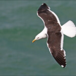 Goéland de Kelp, Réserve de kapiki