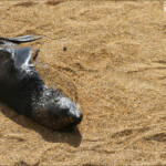 Otarie à fourrure de Nouvele-Zélande, Réserve de katiki