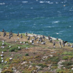 Cormorans mouchetés, Réserve de katiki