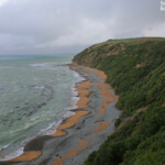 Colonie de Manchot antipode près d'Oamaru