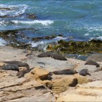 Otaries à fourrure de Nouvelle-Zélande, Matakaea Scenic reserve