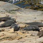 Otaries à fourrure de Nouvelle-Zélande, Matakaea Scenic reserve