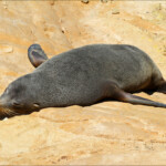 Otarie à fourrure de Nouvelle-Zélande, Matakaea Scenic reserve