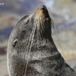 Otarie à fourrure de Nouvelle-Zélande, Matakaea Scenic reserve