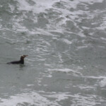 Manchot antipode près d'Oamaru