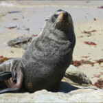 Otarie à fourrure de Nouvelle-Zélande, Matakaea Scenic reserve