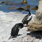 Cormoran bronzé, Matakaea Scenic reserve