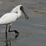 Spatule royale dans les vasières près de Karitane